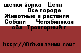 щенки йорка › Цена ­ 15 000 - Все города Животные и растения » Собаки   . Челябинская обл.,Трехгорный г.